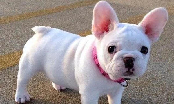 芒果配资 短鼻萌狗火爆全网，养它省心又贴心，你家适合吗？