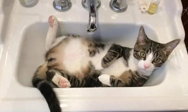 海顺优配 猫咪为啥一见水就跑？揭秘背后的原因！